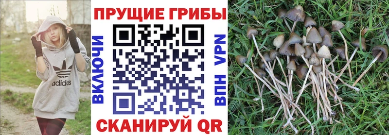 Псилоцибиновые грибы GOLDEN TEACHER  Чита 